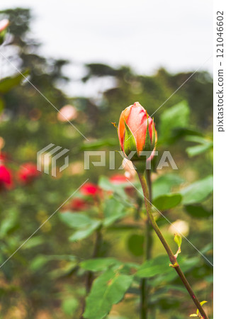 一朵紅玫瑰 121046602