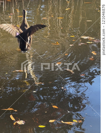 Ducks flying out of the pond 121046876