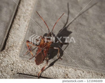 Pine Bug and Shadow 121046889