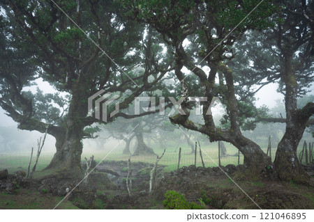 Mystical woodland scene with old crooked trees shrouded in mist, Madeira, Portugal 121046895
