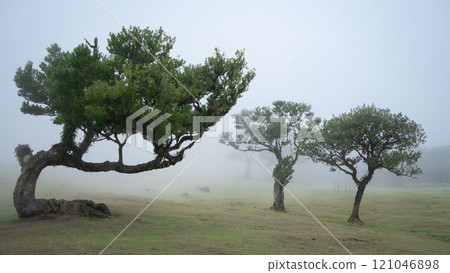 Landscape with three trees on a foggy pasture, Madeira, Portugal 121046898