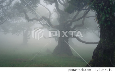 Mystical forest scene with crooked trees shrouded in mist, Madeira, Portugal 121046910