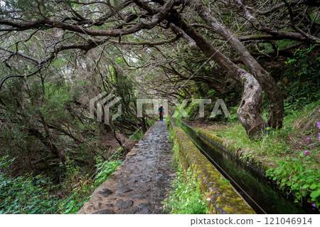 Man walking hiking trail with Levada leading through forest with crooked trees, Madeira, Portugal Man walking hiking trail with Levada leading through forest with crooked trees, Madeira, Portugal 121046914