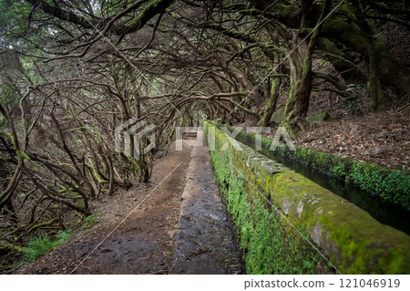 Hiking trail with Levada leading through spooky forest with crooked trees, Madeira, Portugal 121046919