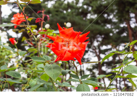 一朵紅玫瑰 121047082