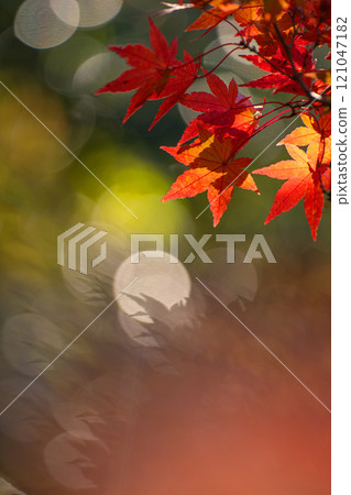 Close-up of maple leaves changing color in late autumn with copy space Close-up of maple leaves changing color in late autumn with copy space 121047182