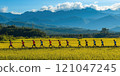 Group of runners doing a morning jog in the green rice fields and beautiful mountains. 121047245