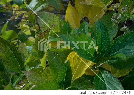 Green lush foliage 121047426