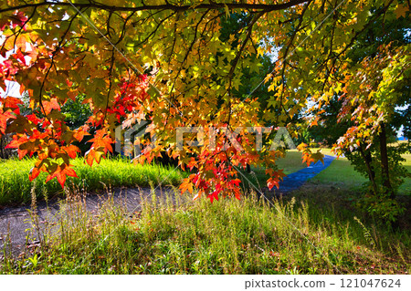 秋葉環繞的縣立圖書館 121047624