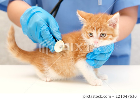 veterinarian listening with stethoscope veterinarian listening with stethoscope 121047636