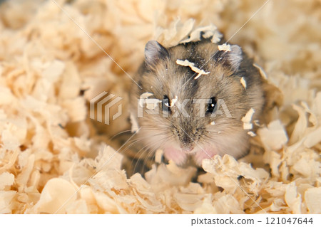 Cute brown hamster sitting in a cage Cute brown hamster sitting in a cage 121047644