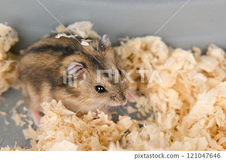 Cute brown hamster sitting in a cage 121047646