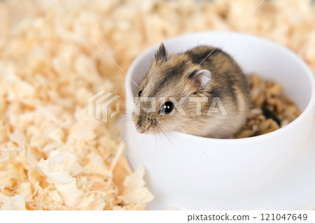 Cute brown hamster sitting in a cage 121047649