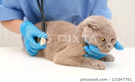 veterinarian listening with stethoscope cat veterinarian listening with stethoscope cat 121047701