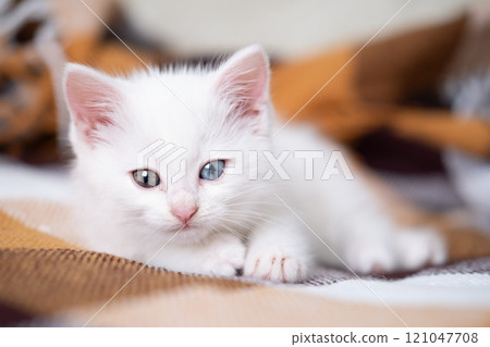 White cute kitten lies on a checkered blanket 121047708