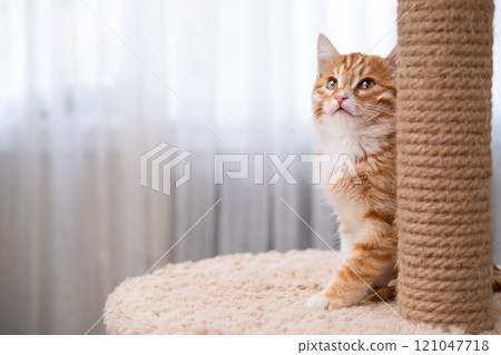 Cute red kitten on a light background 121047718