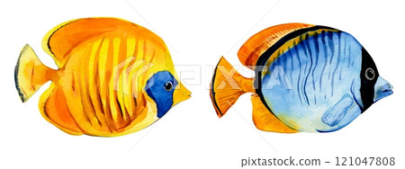 Tropical fish on a white background. Bright inhabitants of coral reefs. Chaetodon semilarvatus, butterfly fish. Watercolor illustration for summer design. 121047808