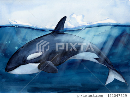 Killer whale (Orcinus orca), against the background of ice drifting in the ocean. Iceberg with a view under water. Watercolor illustration. A wild killer whale swims in the water, exposing its fin Killer whale (Orcinus orca), against the background of ice drifting in the ocean. Iceberg with a view under water. Watercolor illustration. A wild killer whale swims in the water, exposing its fin 121047829