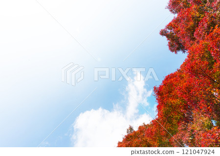 Red maple and blue sky copy space Red maple and blue sky copy space 121047924