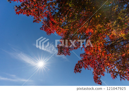 Red maple and blue sky copy space 121047925