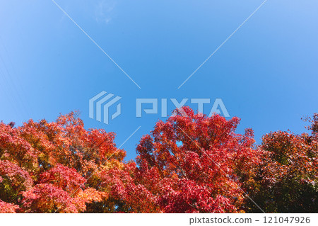 紅楓藍天復制空間 121047926