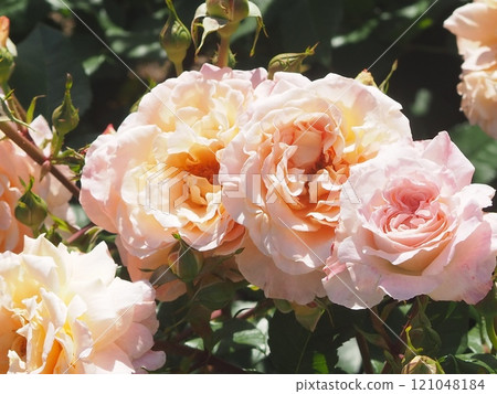 Rose garden Rose garden 121048184