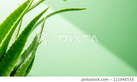 Close-up of fresh green aloe vera leaves with sharp edges, bright natural background, minimalistic composition, tropical plant detail, vibrant color, organic beauty and wellness concept 121048558