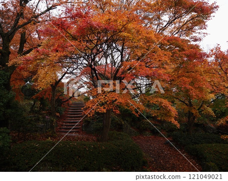 Autumn leaves wet with rain 121049021