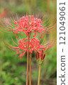 Cluster amaryllis 121049061
