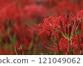 Cluster amaryllis 121049062