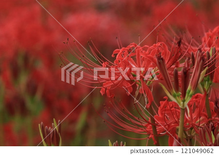 Cluster amaryllis 121049062