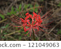 Cluster amaryllis 121049063