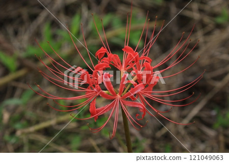 Cluster amaryllis 121049063
