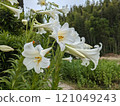 Lily of the Valley 121049243