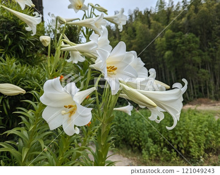 Lily of the Valley 121049243