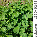 Clover field 121049246