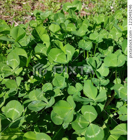 Clover field 121049246