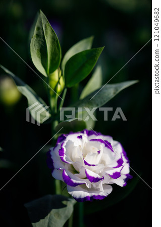 Closeup nature view of flowers in garden. Closeup nature view of flowers in garden. 121049682