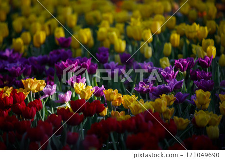 colorful tulips flowering in the garden. 121049690