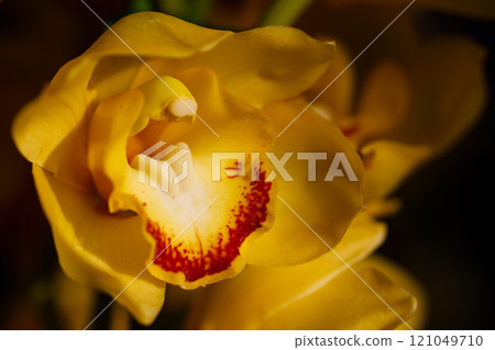 Closeup nature view of Orchids flowers in garden. Closeup nature view of Orchids flowers in garden. 121049710