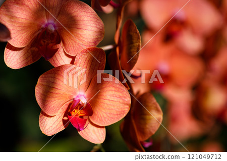 Closeup nature view of Orchids flowers in garden. 121049712