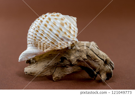 Tonna Dolium Shell on Driftwood Tonna Dolium Shell on Driftwood 121049773