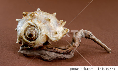 Spiny Melongena Sea Shell Close-Up on on Driftwood 121049774