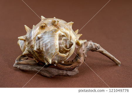 Spiny Melongena Sea Shell Close-Up on on Driftwood Spiny Melongena Sea Shell Close-Up on on Driftwood 121049776