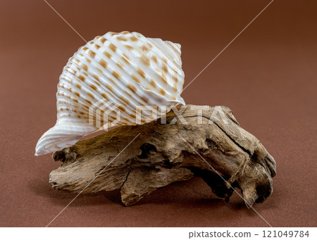 Tonna Dolium Shell on Driftwood 121049784