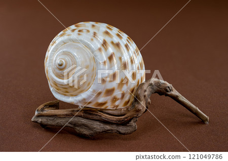Tonna Dolium Shell on Driftwood Tonna Dolium Shell on Driftwood 121049786