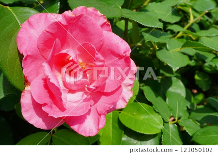 Beautiful coral-colored roses blooming in a rose garden 121050102