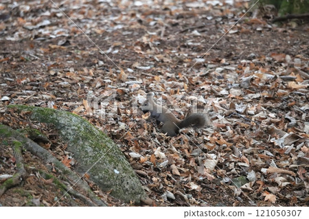 Early winter forest: A Hokkaido squirrel finds a walnut 121050307