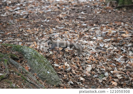 Early winter forest: A Hokkaido squirrel finds a walnut Early winter forest: A Hokkaido squirrel finds a walnut 121050308