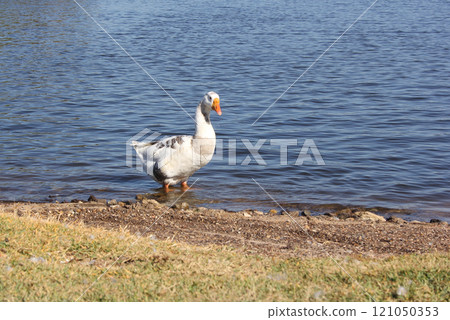 Wild Goose Near Lake Tyler Marina in Rural East Texas 121050353